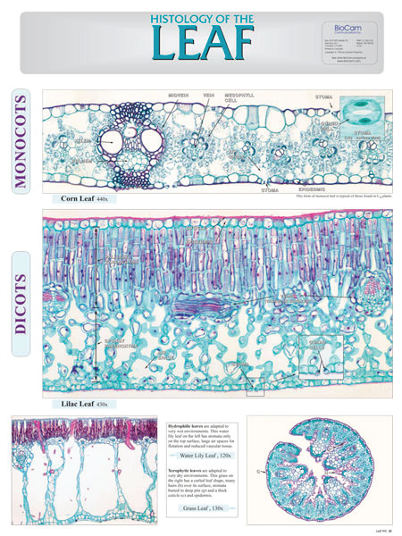 Histology Chart