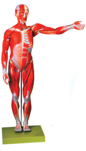Abdominal Muscle Anatomy Male : The Anatomy Of Your Abdominal Muscles