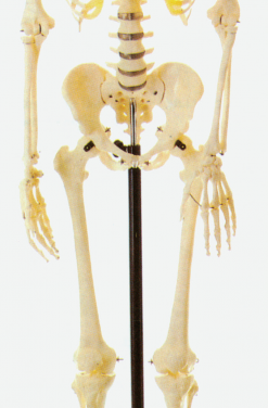 Human Skeleton & Subcomponents